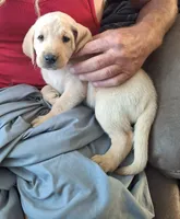 Yellow Male 3, a male Labrador Retriever for sale in Marengo, IA – 1 of 1
