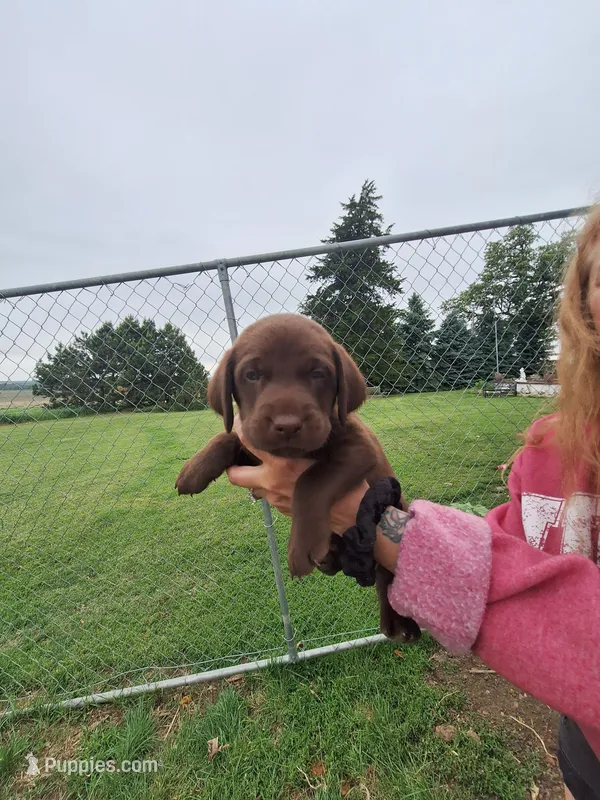 chocolate 1 – Labrador Retriever puppy on hold in Marengo, IA