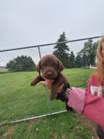 chocolate 1, a male Labrador Retriever for sale in Marengo, IA – 1 of 1