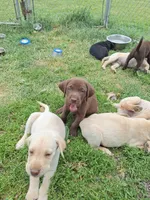 Choclolate, a male Labrador Retriever for sale in Marengo, IA – 3 of 3