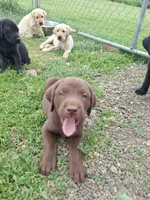 Choclolate, a male Labrador Retriever for sale in Marengo, IA – 1 of 3