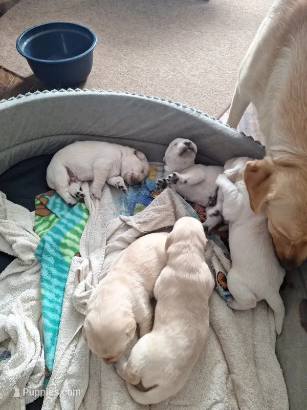 Yellow male – Labrador Retriever puppy for sale in Marengo, IA