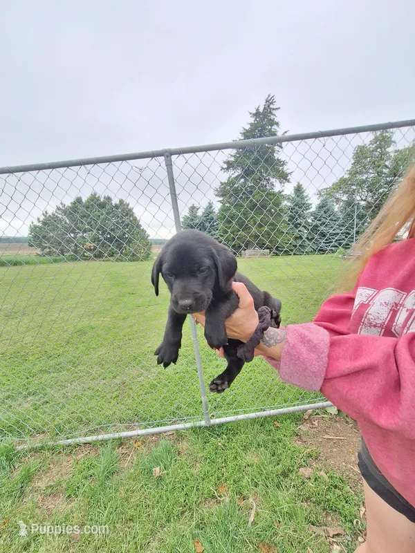 Black 3 – Labrador Retriever puppy for sale in Marengo, IA