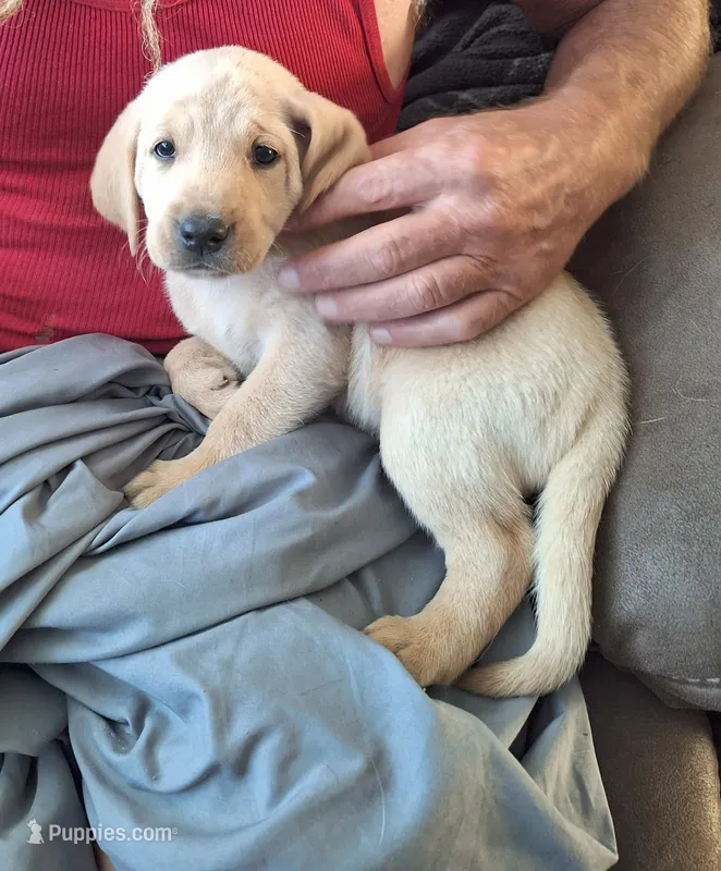 Yellow Male 5 – Labrador Retriever puppy for sale in Marengo, IA