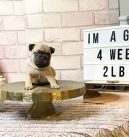 processed/c9756e70-efdf-42cf-84f1-e480dcc6a0fb/listing/21ede99b-2de6-4ca8-af5b-ab3ccb7fede7/a1de2238-bc36-41cd-b358-8b7bc3d99754