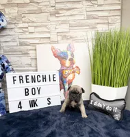 Bear, a male French Bulldog for sale in Marietta, GA – Photo 3 of 3