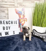 Bear, a male French Bulldog for sale in Marietta, GA – Photo 2 of 3