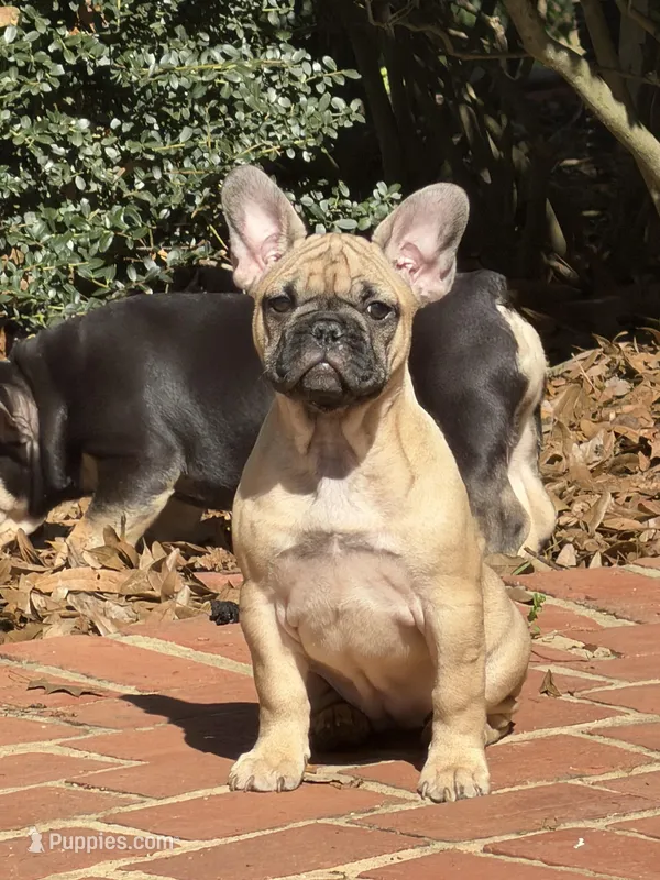 Bella – French Bulldog puppy for sale in Marietta, GA