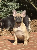 Bella, a female French Bulldog for sale in Marietta, GA – Photo 1 of 5