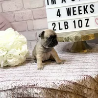 Bella, a female French Bulldog for sale in Marietta, GA – Photo 4 of 5