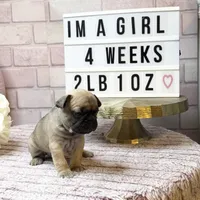 Bella, a female French Bulldog for sale in Marietta, GA – Photo 5 of 5