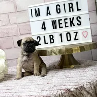 Bella, a female French Bulldog for sale in Marietta, GA – Photo 3 of 5