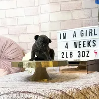 Ivy, a female French Bulldog for sale in Marietta, GA – Photo 2 of 4