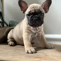 Bella, a female French Bulldog for sale in Marietta, GA – Photo 2 of 5