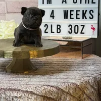 Ivy, a female French Bulldog for sale in Marietta, GA – Photo 3 of 4