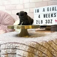 Ivy, a female French Bulldog for sale in Marietta, GA – Photo 4 of 4