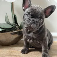 Ivy, a female French Bulldog for sale in Marietta, GA – Photo 1 of 4