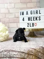 Chanel, a female French Bulldog for sale in Marietta, GA – Photo 3 of 3