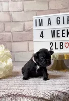 Chanel, a female French Bulldog for sale in Marietta, GA – Photo 2 of 3