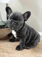 Chanel, a female French Bulldog for sale in Marietta, GA – Photo 1 of 3