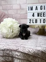 Spring, a female French Bulldog for sale in Marietta, GA – Photo 2 of 3