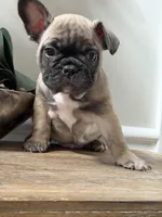 Bear, a male French Bulldog for sale in Marietta, GA – Photo 1 of 3