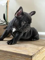 Spring, a female French Bulldog for sale in Marietta, GA – Photo 1 of 3