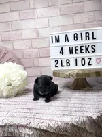 Spring, a female French Bulldog for sale in Marietta, GA – Photo 3 of 3