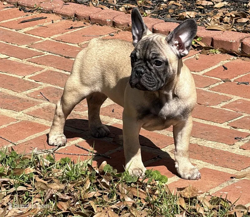 Louie – French Bulldog puppy for sale in Marietta, GA