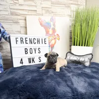 Louie, a male French Bulldog for sale in Marietta, GA – Photo 3 of 3