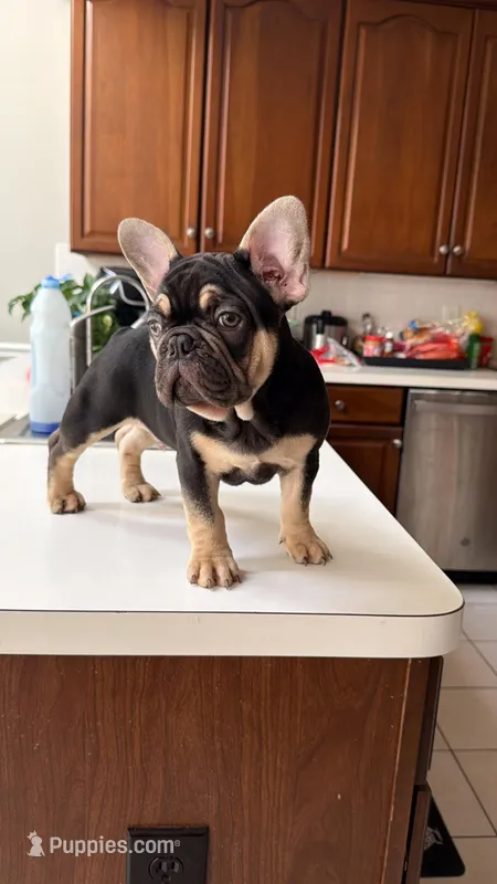 Tyson – French Bulldog puppy for sale in Marietta, GA
