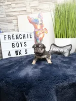 Tyson, a male French Bulldog for sale in Marietta, GA – Photo 2 of 3