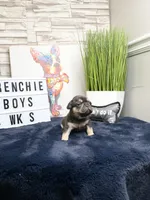 Tyson, a male French Bulldog for sale in Marietta, GA – Photo 3 of 3