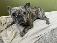 Bamby, a  French Bulldog for sale in Colorado Springs, CO – 2 of 3
