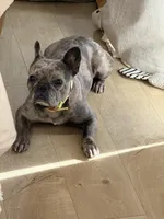 Bamby, a  French Bulldog for sale in Colorado Springs, CO – 3 of 3