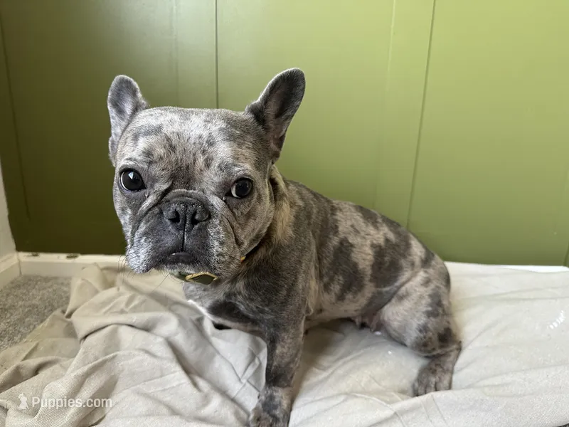 Bamby – French Bulldog puppy for sale in Colorado Springs, CO