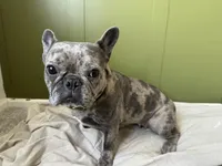 Bamby, a  French Bulldog for sale in Colorado Springs, CO – 1 of 3