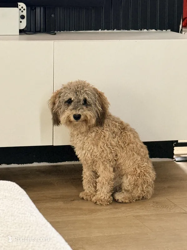 Aspen – Schnoodle puppy for sale in Colorado Springs, CO