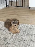 Aspen, a female Schnoodle for sale in Colorado Springs, CO – 2 of 2