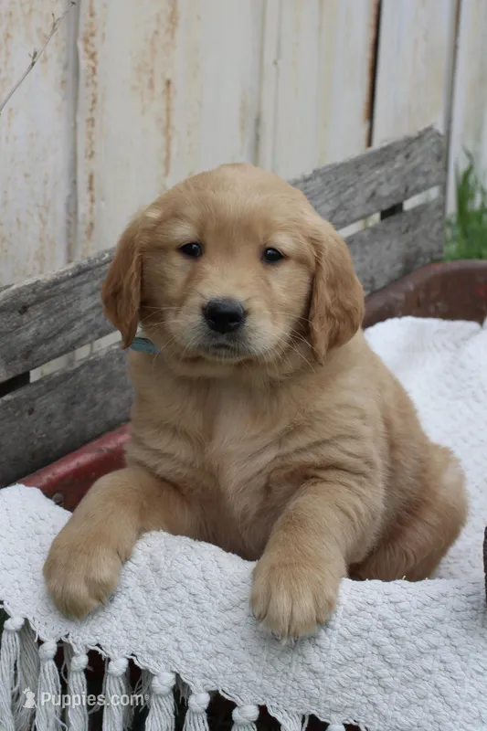 Champ – Golden Retriever puppy for sale in Canandaigua, NY