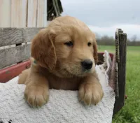 Champ, a male Golden Retriever for sale in Canandaigua, NY – Photo 4 of 5