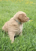 Champ, a male Golden Retriever for sale in Canandaigua, NY – Photo 5 of 5