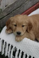 Champ, a male Golden Retriever for sale in Canandaigua, NY – Photo 2 of 5