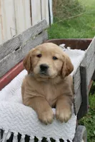 Champ, a male Golden Retriever for sale in Canandaigua, NY – Photo 3 of 5