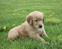 Cedar, a male Golden Retriever for sale in Canandaigua, NY – Photo 4 of 6