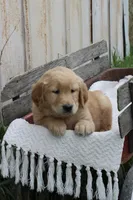 Cedar, a male Golden Retriever for sale in Canandaigua, NY – Photo 6 of 6