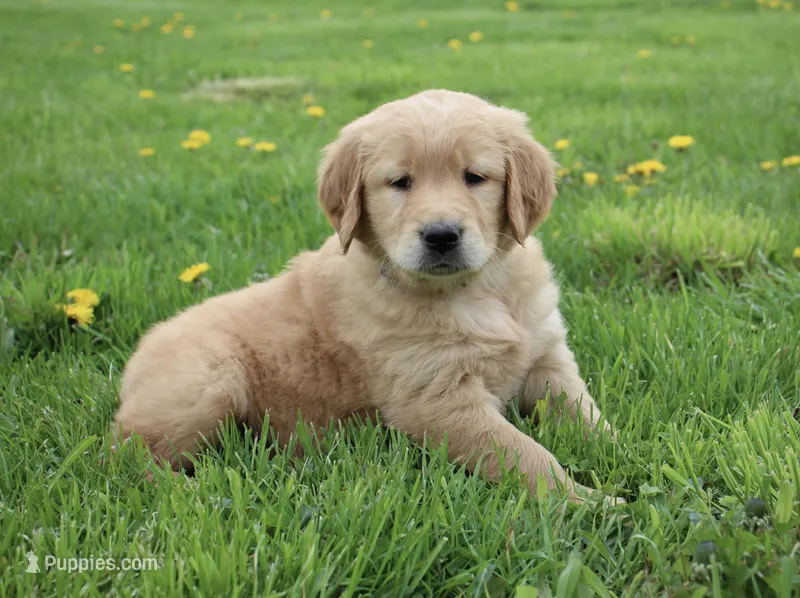 Cedar – Golden Retriever puppy for sale in Canandaigua, NY