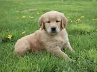 Cedar, a male Golden Retriever for sale in Canandaigua, NY – Photo 1 of 6