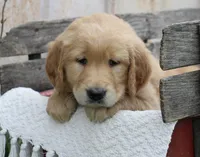 Cedar, a male Golden Retriever for sale in Canandaigua, NY – Photo 2 of 6