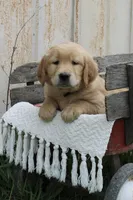 Cedar, a male Golden Retriever for sale in Canandaigua, NY – Photo 3 of 6